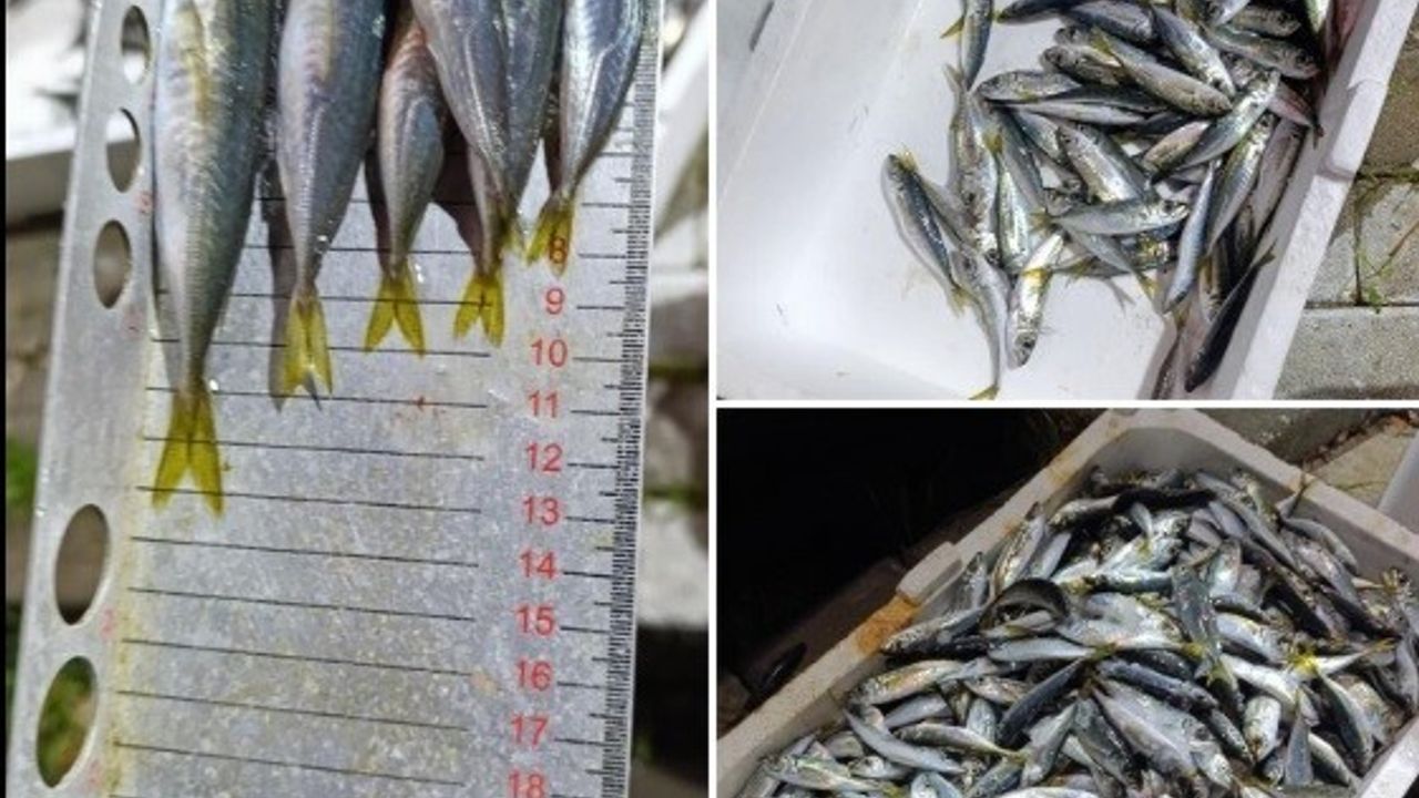 Bursa'da Balık Hali Denetimi: Yasal Boy Altı 33 Kasa İstavrite El Konuldu