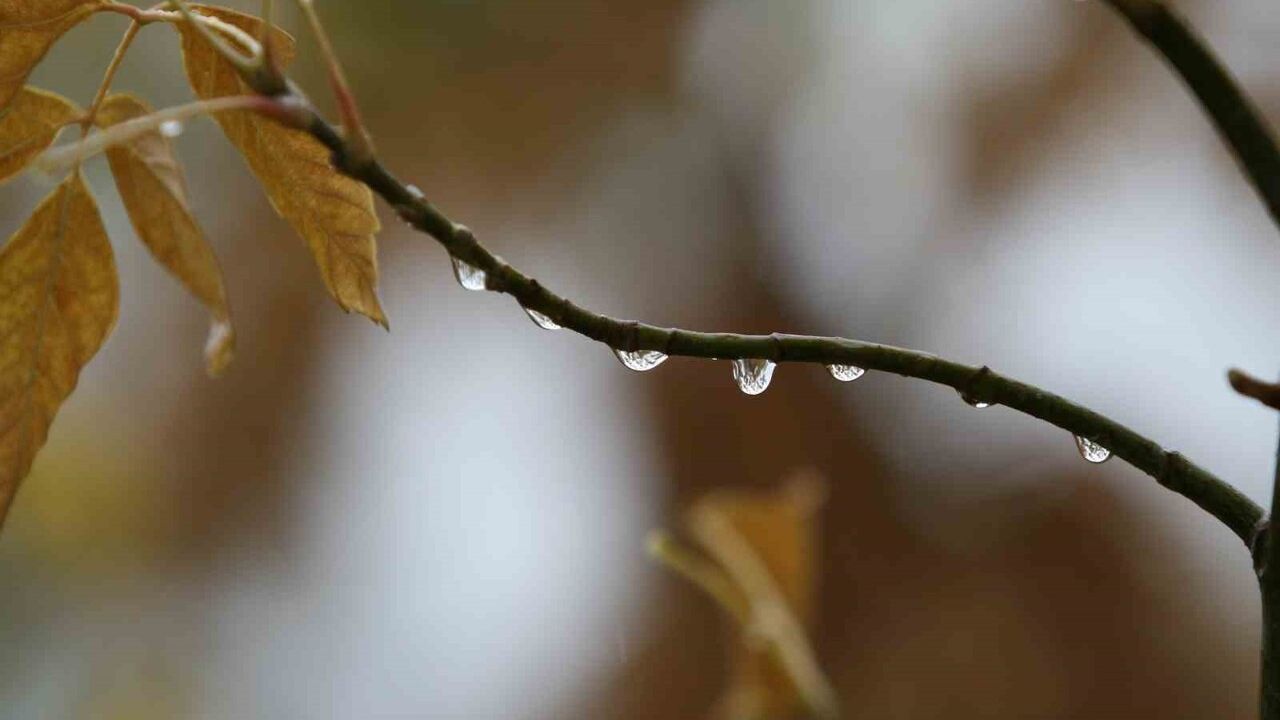Bursa'da çiftçiyi sevindiren yağışlar