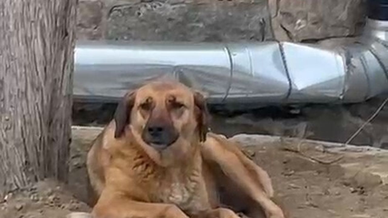 Bursa'da Hanlar Bölgesi'nde Ezana Uluyan Sokak Köpeği Duygulandırdı