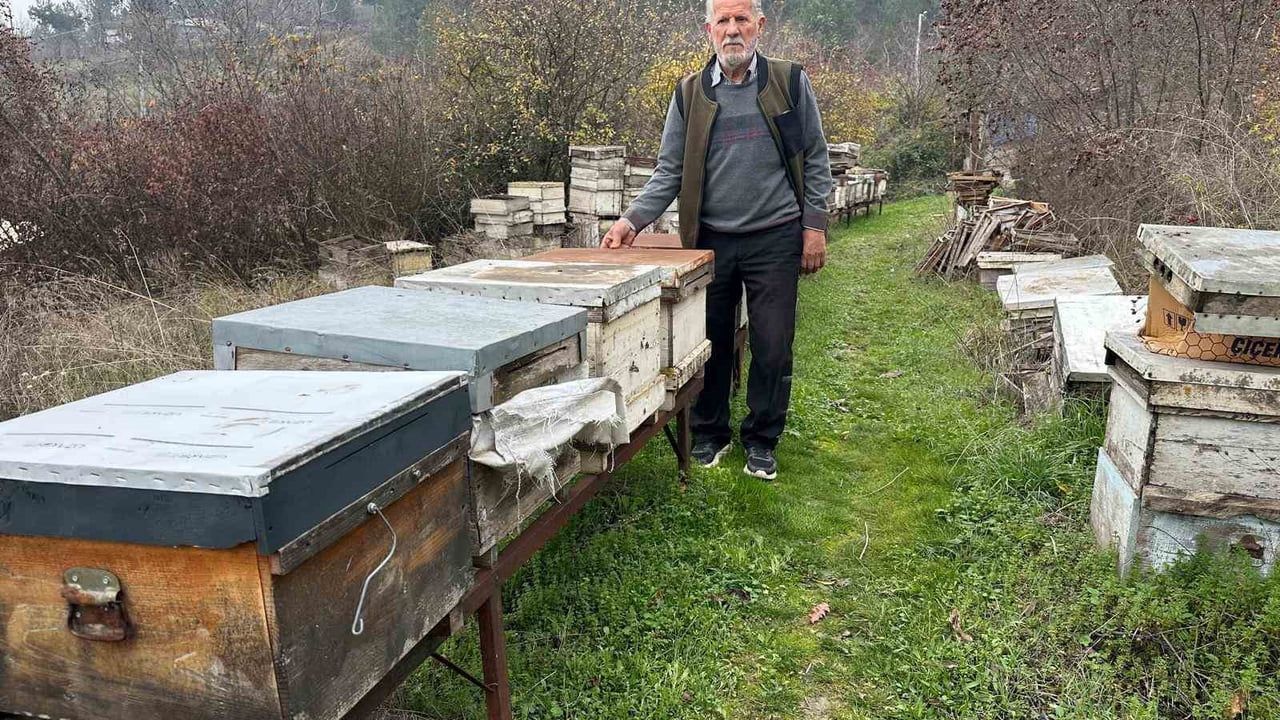 Bursa'da Zirai İlaçlar Milyonlarca Arıyı Öldürdü: Arıcılar Sezonu Kaybetti