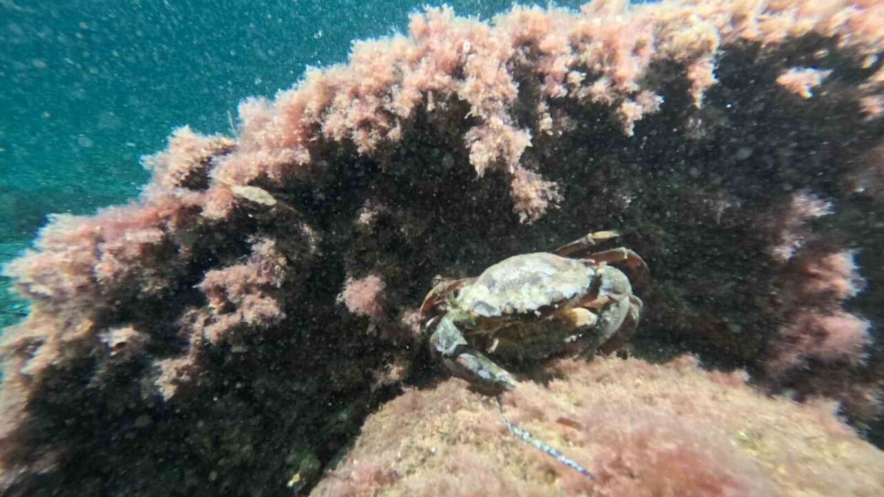 Bursa'dan Marmara Denizi'nde 30 Noktalı Ekolojik Dalış Taraması