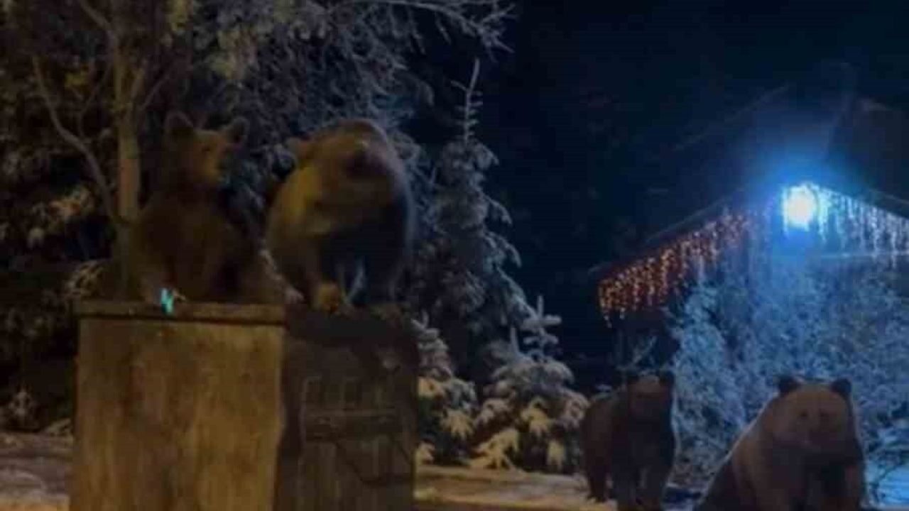 Bursa Uludağ'da Kış Uykusuna Girmeyen Ayılar Çöp Konteynerinde Görüntülendi