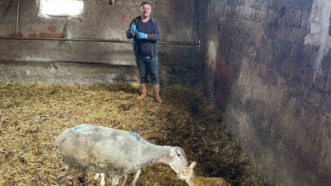 Bursa Yenişehir'de Şap Mağduru Üreticiler Destek Bekliyor