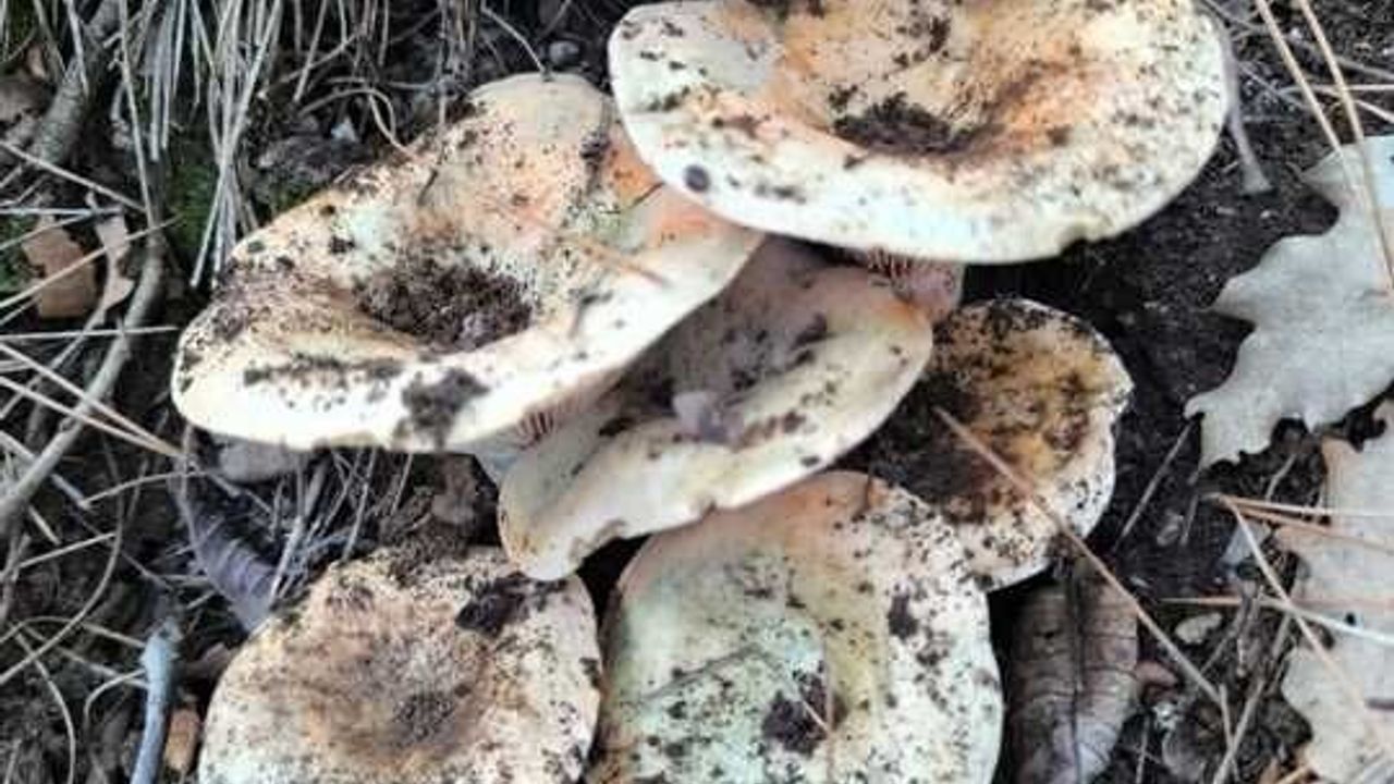 Çameli’de Cintar Bereketi: Kamyonet Dolusu Mantar