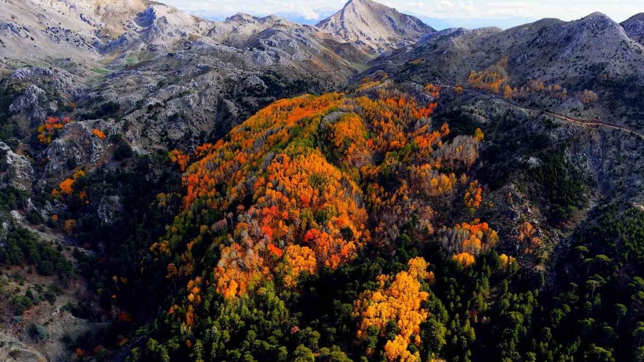 Çameli'de Titrek Kavak Ormanları Sonbaharda Görsel Şölen Sunuyor