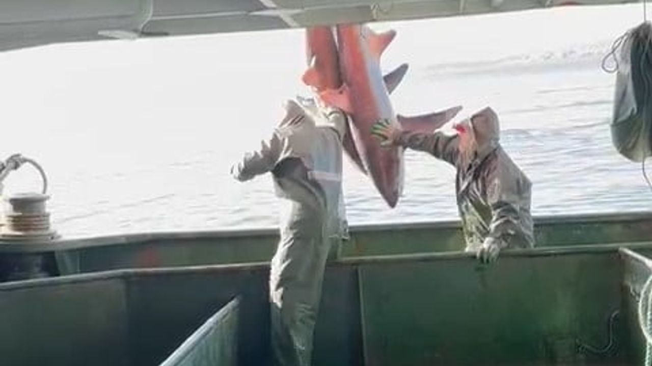 Çanakkale’de 2 'Kamçı Kuyruk' Köpek Balığı Ağdan Kurtarıldı