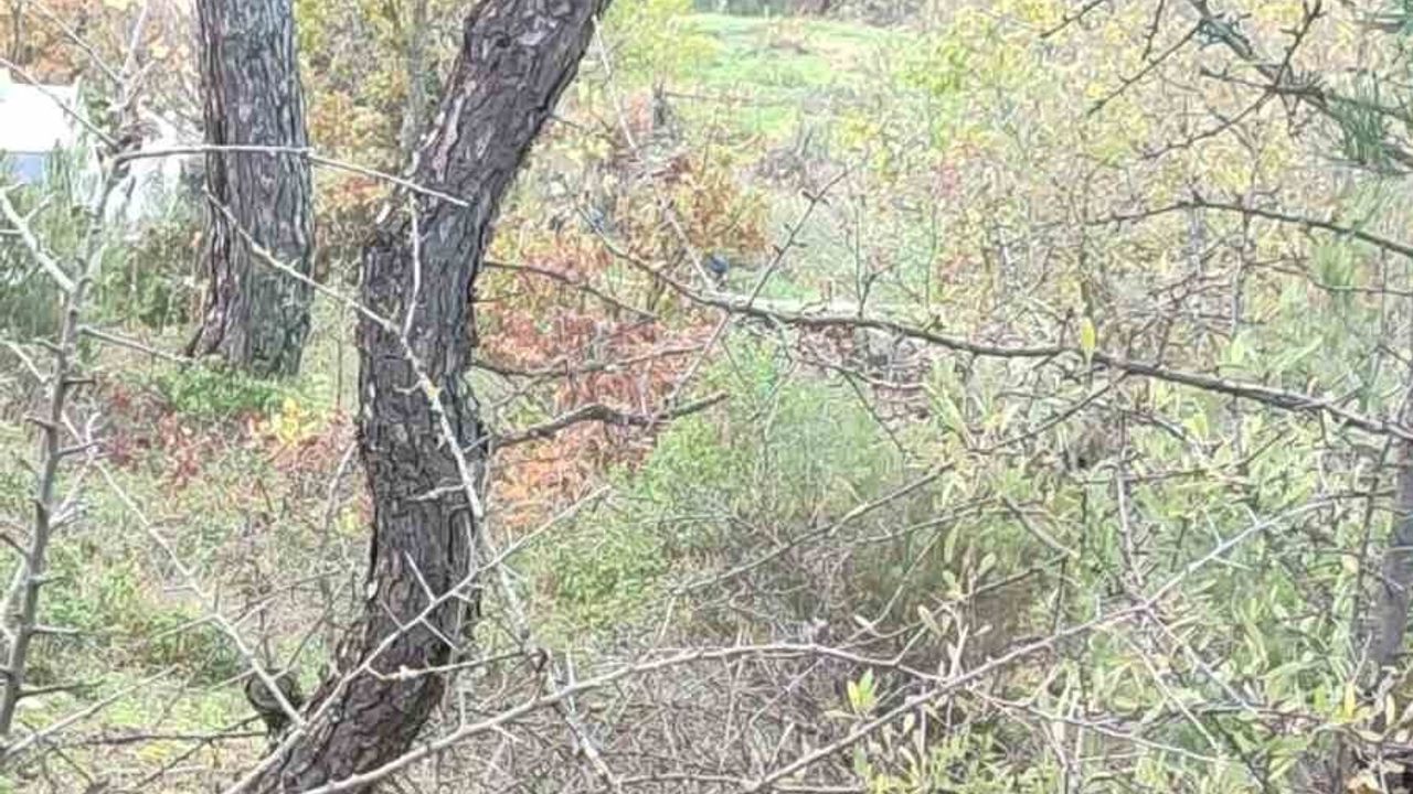 Çanakkale'de Kaybolan Alzheimer Hastası Şefika Avcı Ölü Bulundu