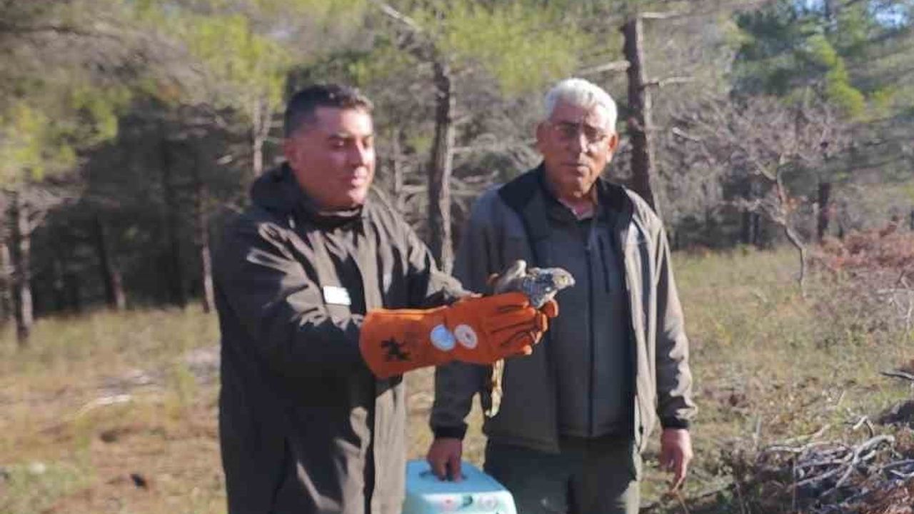 Çanakkale'de Yaralı Atmaca 10 Günlük Tedavinin Ardından Doğaya Salındı