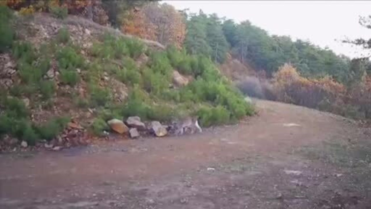 Çankırı'da vaşaklar fotokapanlarla görüntülendi