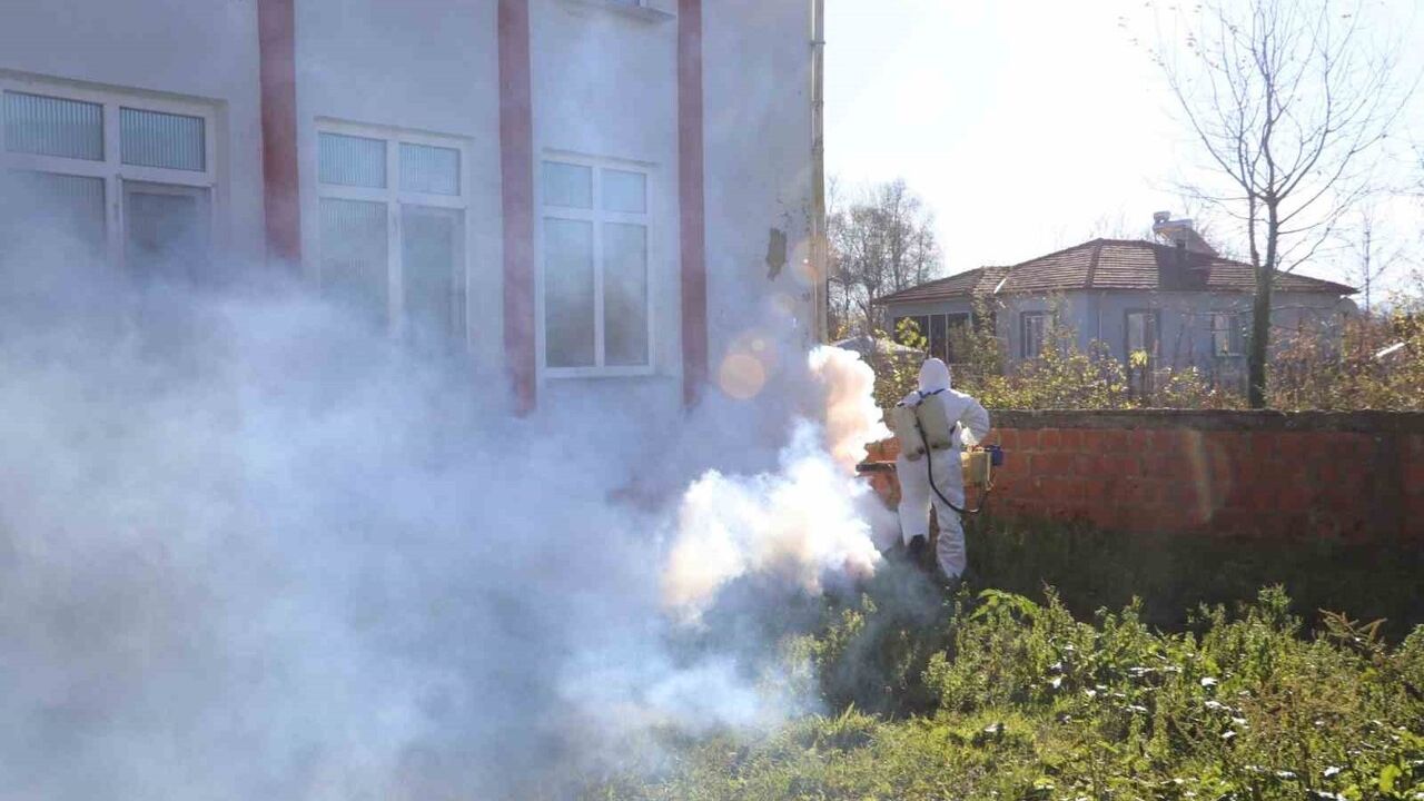 Çarşamba'da Kahverengi Kokarca Kışlak Mücadelesi Sürüyor