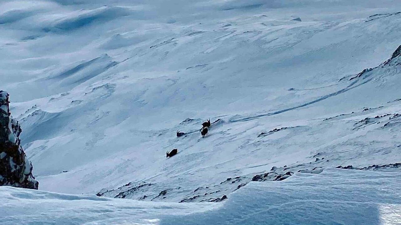 Çatak’ta Nesli Koruma Altındaki Dağ Keçileri Görüntülendi