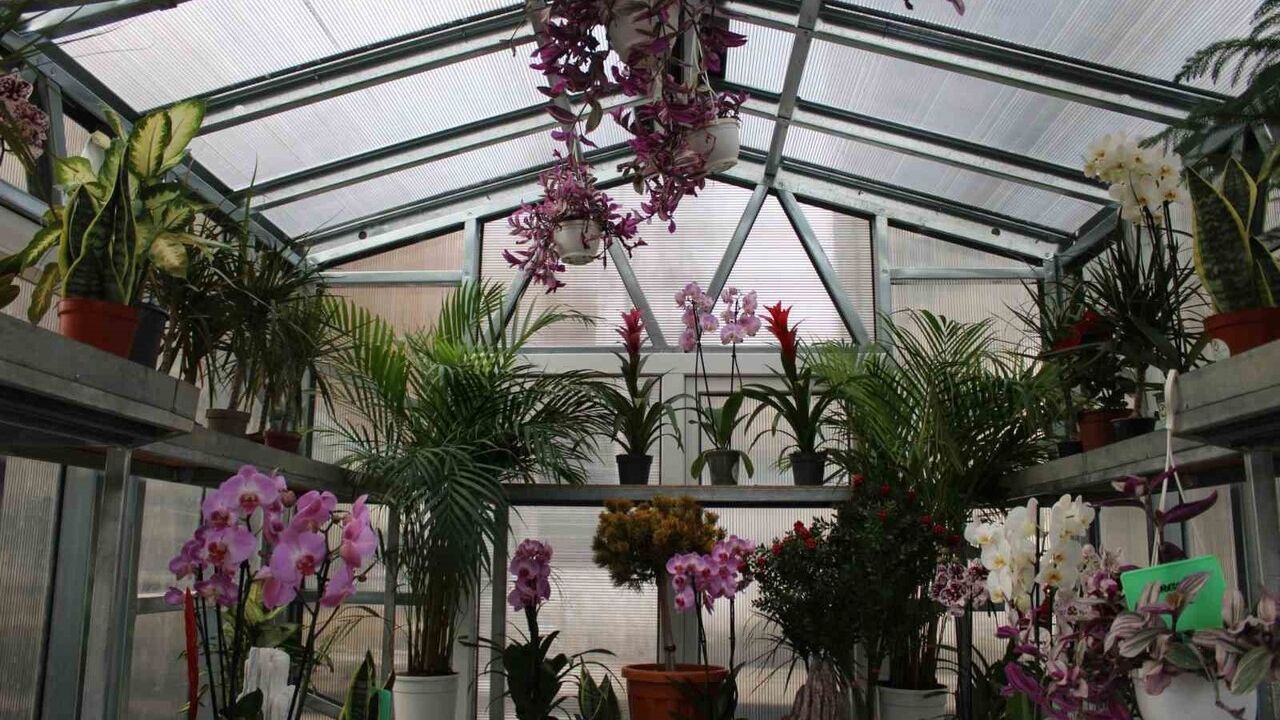 Çiçek Doktoru Ümit Ersan: Orkide ve Bitki Bakımında 'Hasta-Doktor' İlişkisi