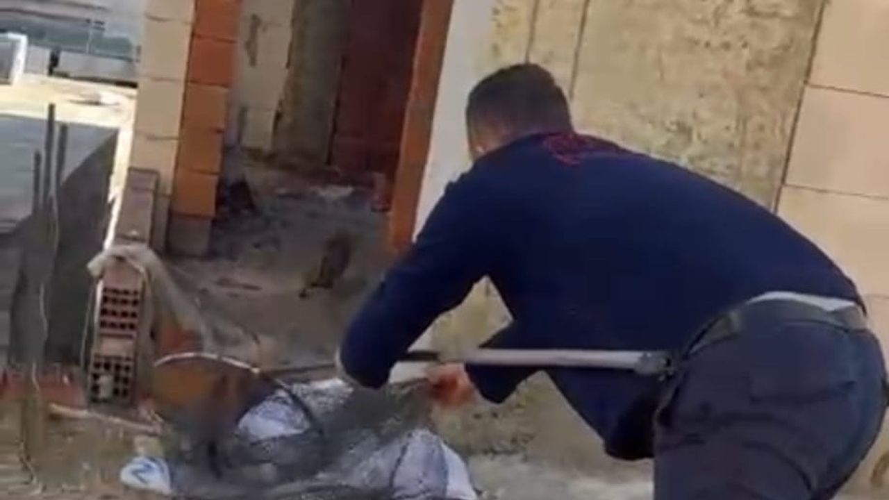 Cizre'de Asansör Boşluğunda Mahsur Kedi İtfaiye Tarafından Kurtarıldı