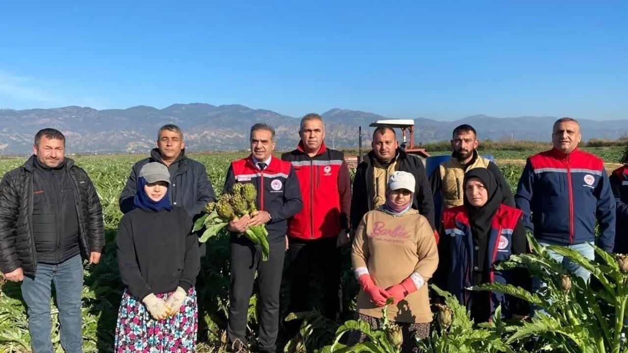 Coğrafi İşaretli Aydın Enginarı’nda Yılın İlk Hasadı Yapıldı