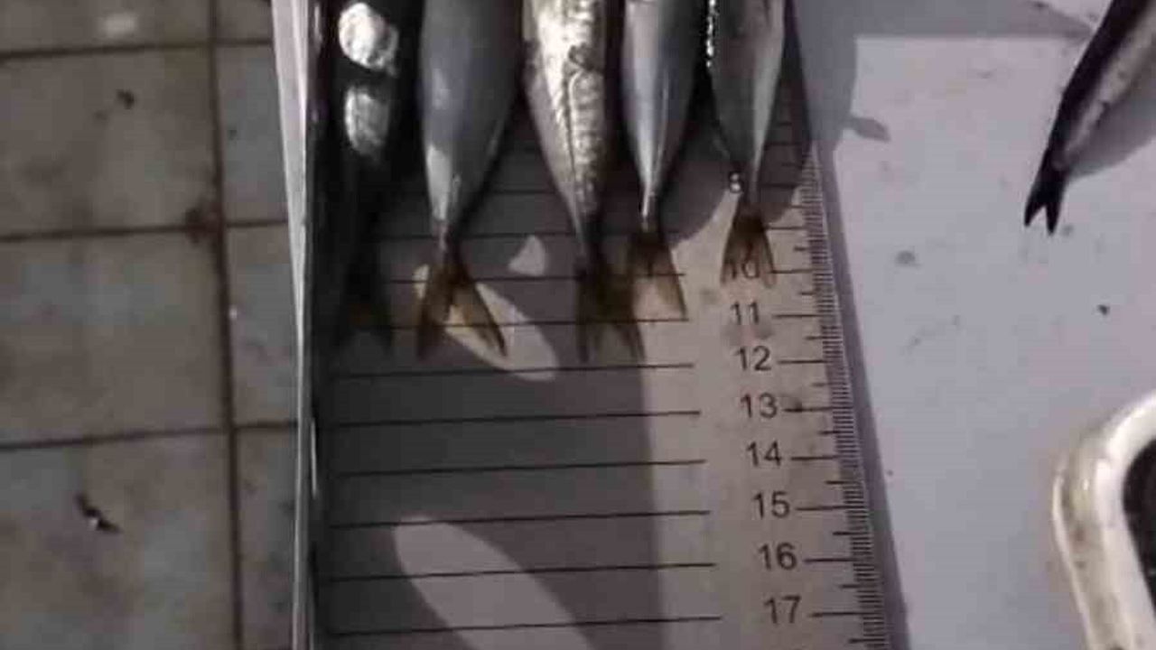 Çorlu'da CİMER İhbarı: Küçük Boy İstavrit ve Lüfere El Konuldu