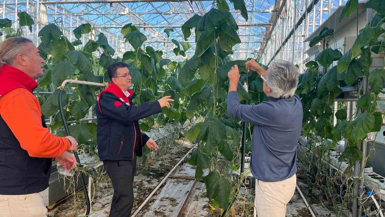 Çorlu Seraları: Tonlarca Salatalık ve 750 Bin Süs Bitkisi İhracatı