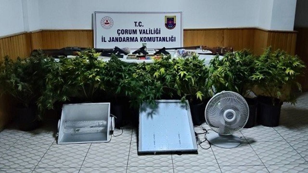Çorum’da Jandarma Operasyonu: Çadırda 10 Kök Skunk Ele Geçirildi