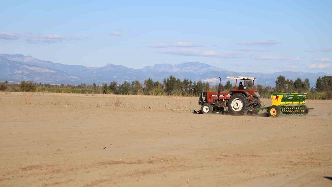 Çukurova'da Buğday Ekimi Başladı: Kozanlı Çiftçiler Tarlada