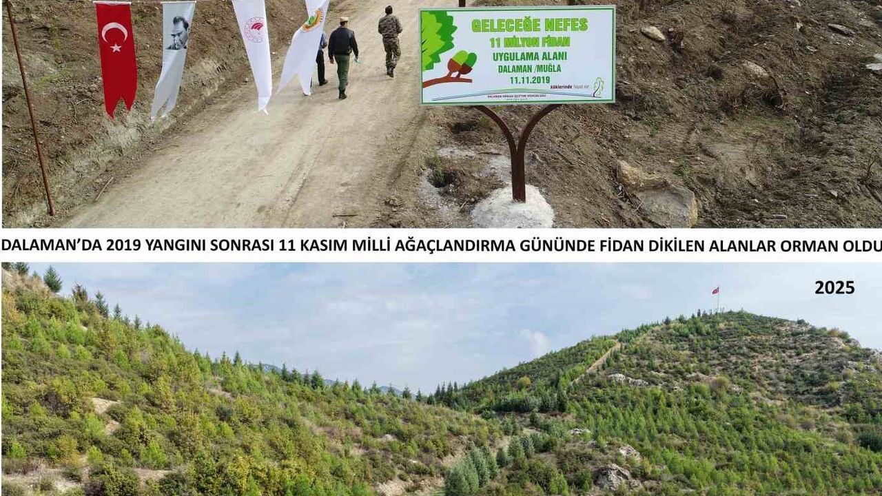 Dalaman'da Kara Tablo 6 Yılda Yeşile Döndü — Bin 433 Hektar, 450 Bin Fidan