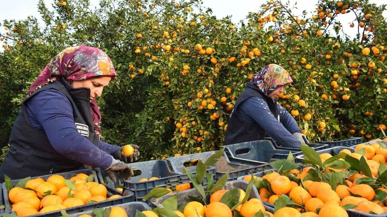 Dalda Çürümeye Bırakılan 320 Ton Mandalina Hatay BŞB Tarafından Ücretsiz Dağıtıldı