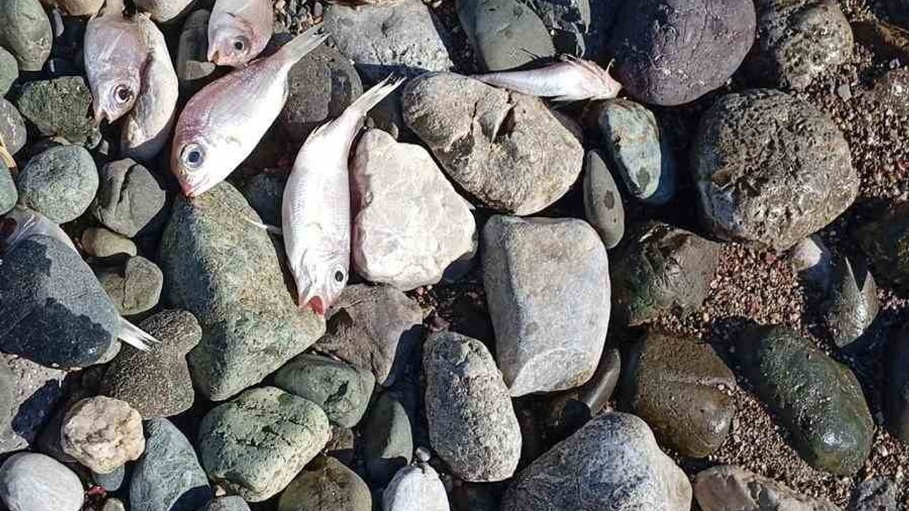 Datça'da Çok Sayıda Ölü Balık Kıyıya Vurdu