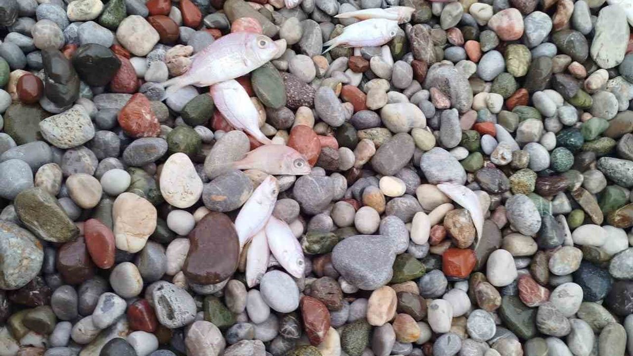 Datça'da Sahile Vuran Balık Ölümleri: Halk Sağlığına Tehlike Yok