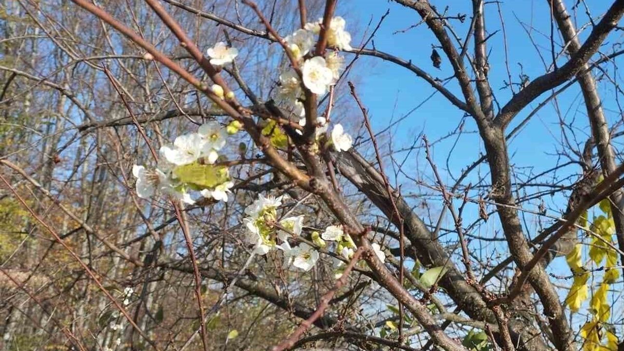 Değirmenyanı'nda Aralık'ta Çiçek Açan Erik Ağacı Şaşırttı