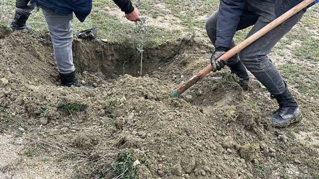 Demirci’de Atıl Araziler Zeytin, Ceviz ve Bademle Üretime Kazandırılıyor