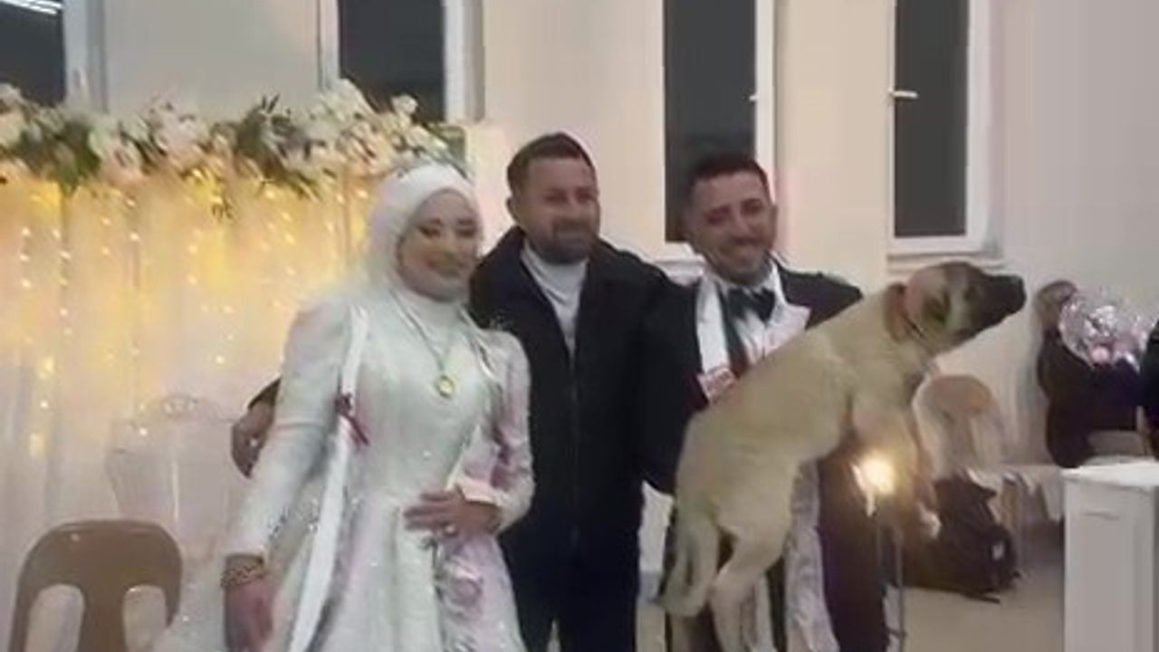 Denizli'de Düğün Hediyesi: 100 Bin TL Değerinde Anadolu Çoban Köpeği