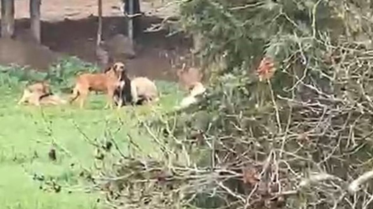 Derince'de başıboş köpekler tedirgin ediyor: 'Bazen 30’a yakın'