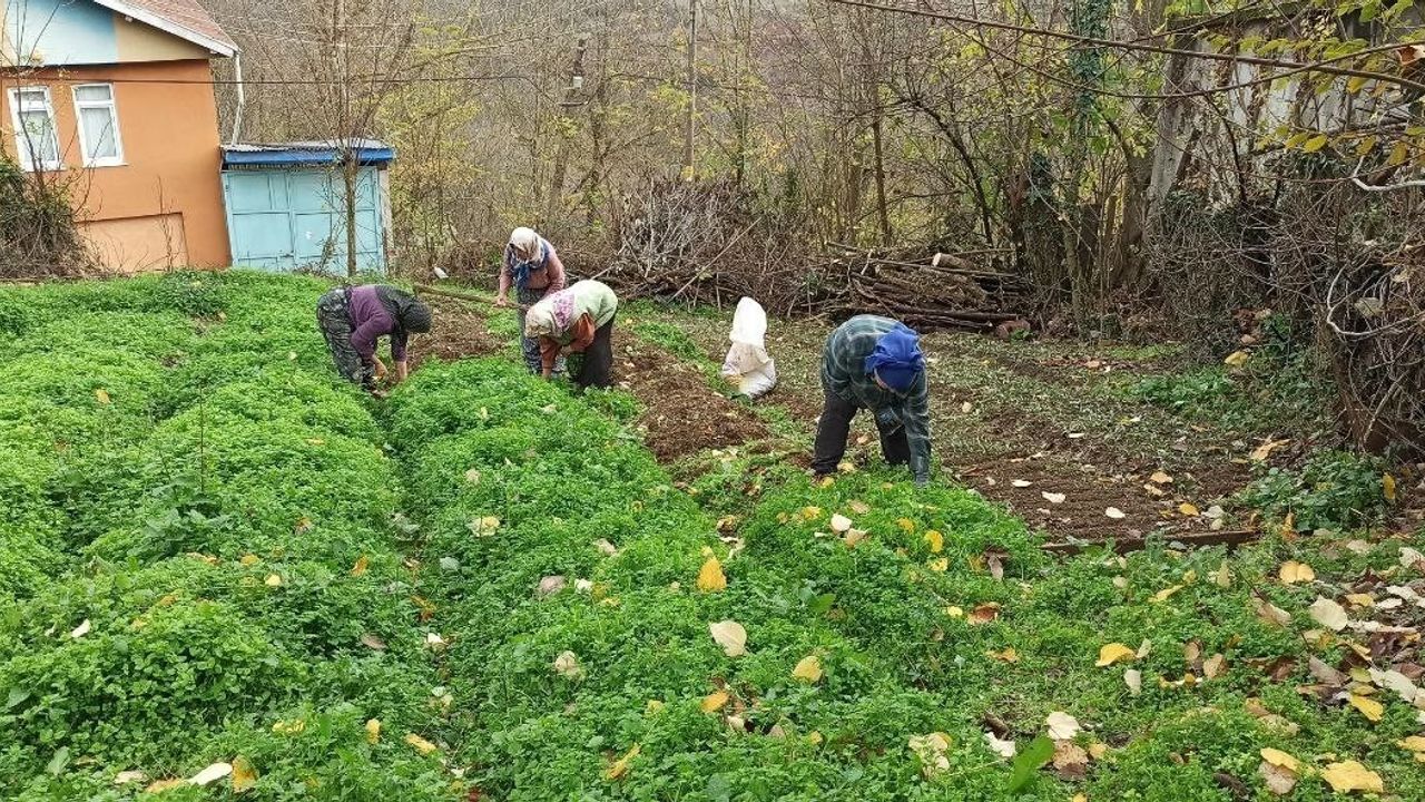 Devrek'te Salep Fideleri Dikimine Başlandı