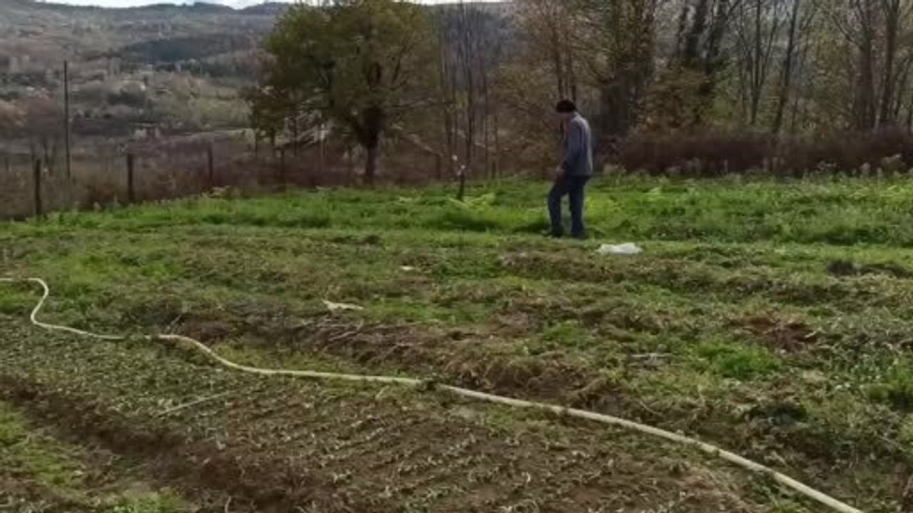 Devrek'te salep fideleri toprakla buluştu