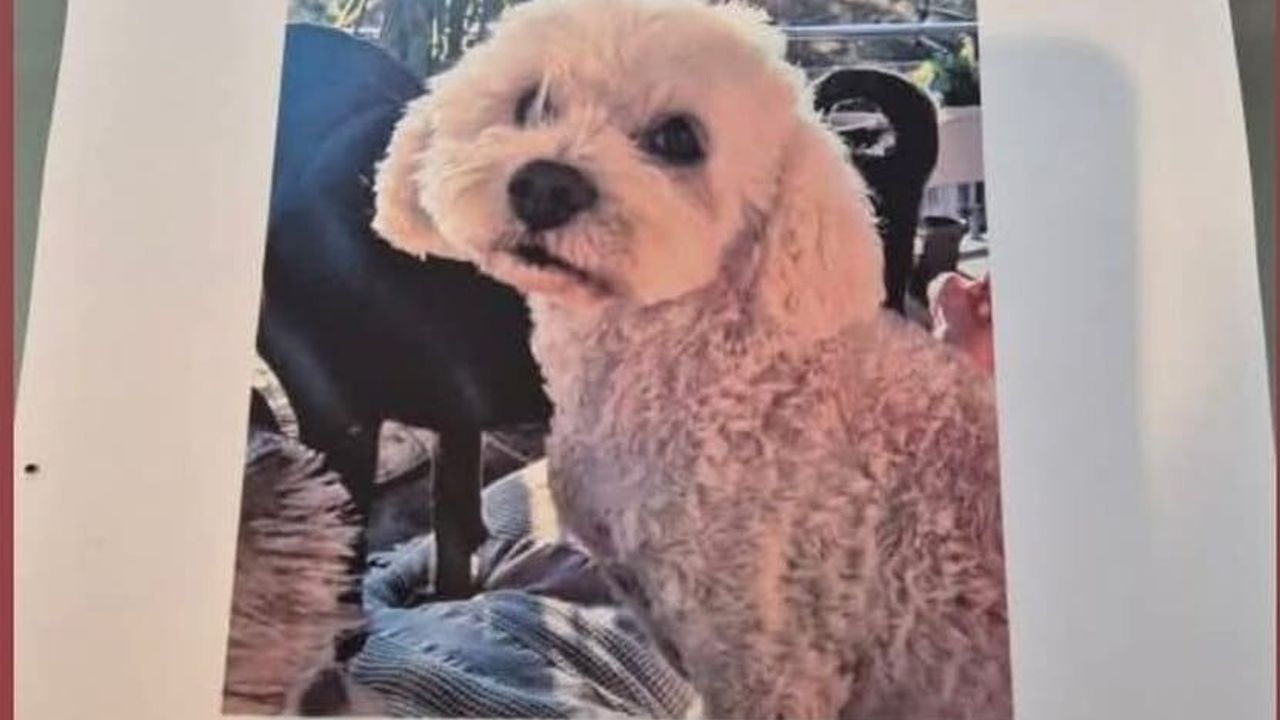 Didim'de Kaybolan Köpeğe 10 Bin TL Ödül