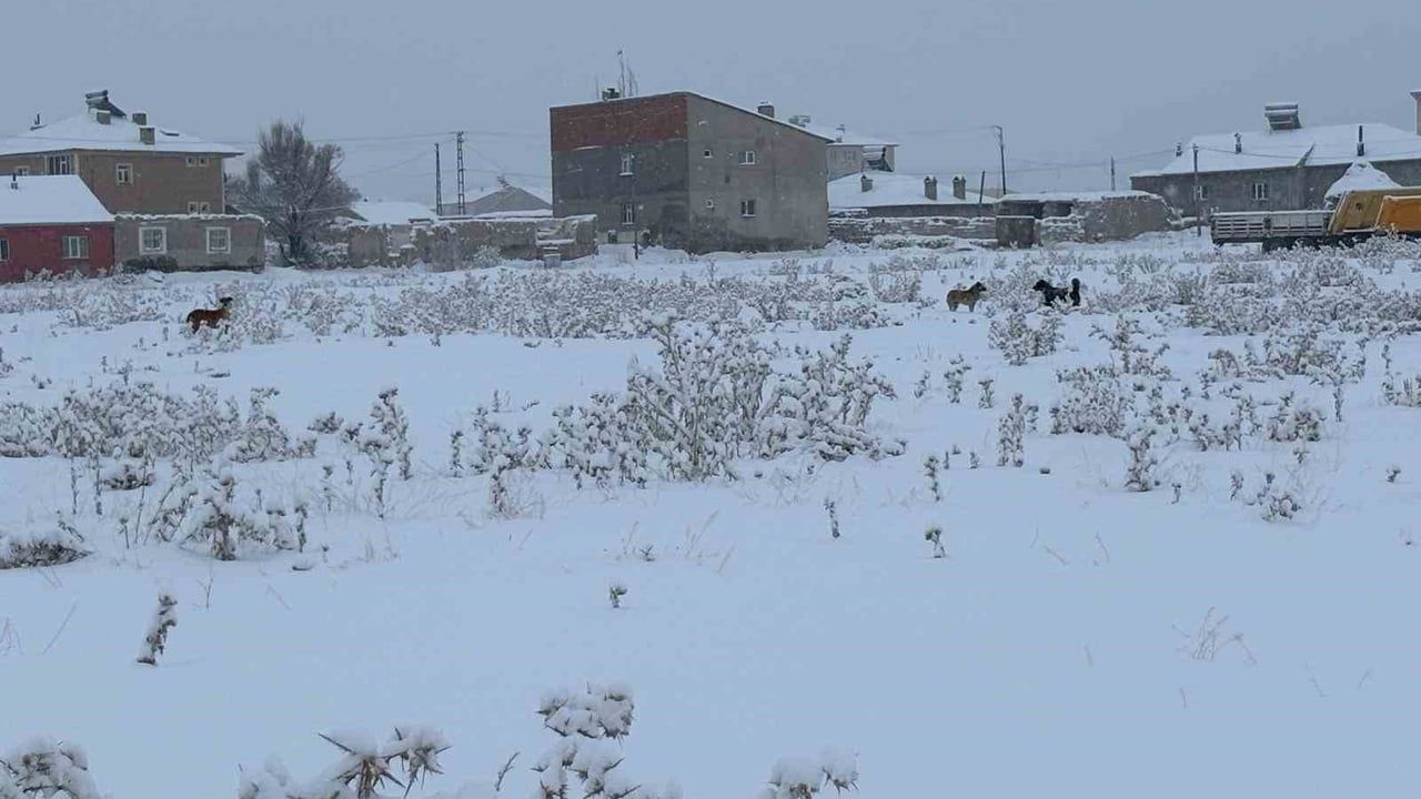 Diyadin'de Başıboş Köpekler: Okul Güzergâhlarında Tedirginlik