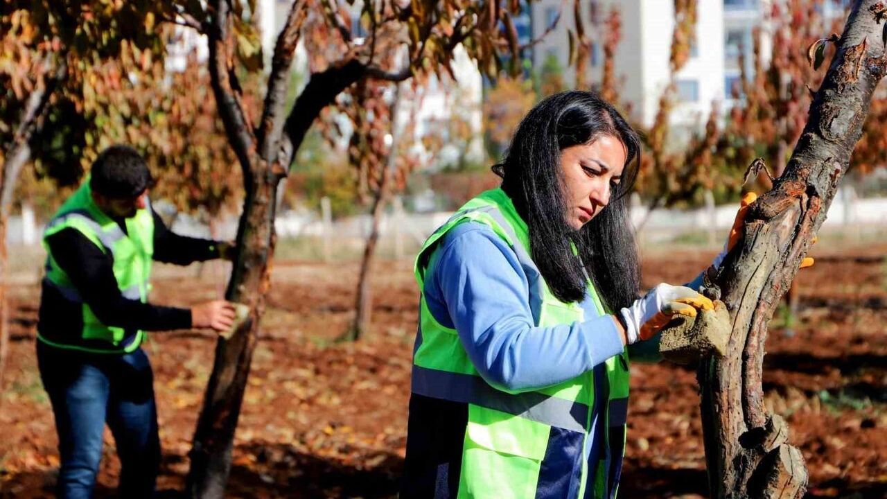 Diyarbakır Büyükşehir Belediyesi'nden Özel Ağaç Tedavi Programı