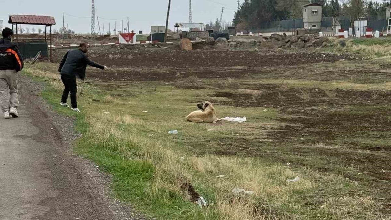 Diyarbakır Çınar’da Sokak Hayvanlarına 4 bin 500 Kuduz Aşısı Uygulandı