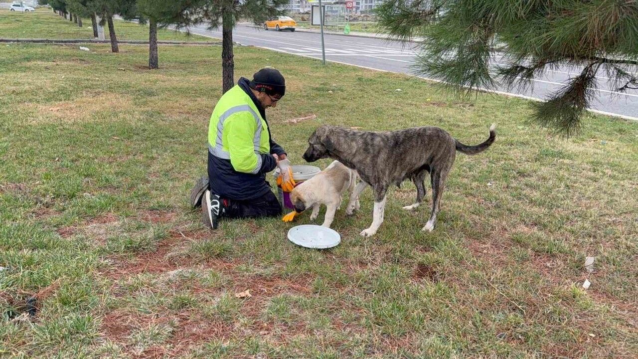 Diyarbakır'da Sokak Hayvanlarının Sessiz Kahramanı: Kadir Aydoğmuş