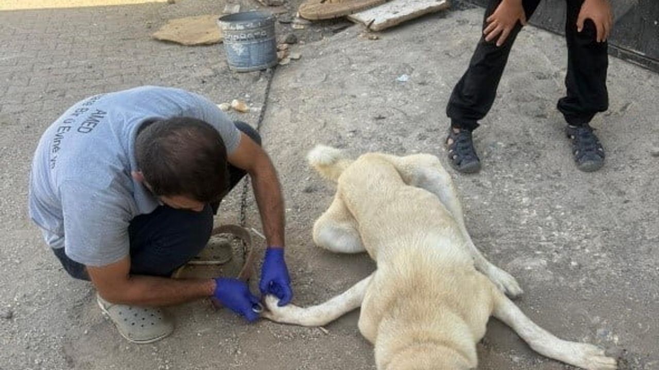 Diyarbakır DBB Hayvan Bakımevi 2025'te 10.230 İhbara Müdahale Etti