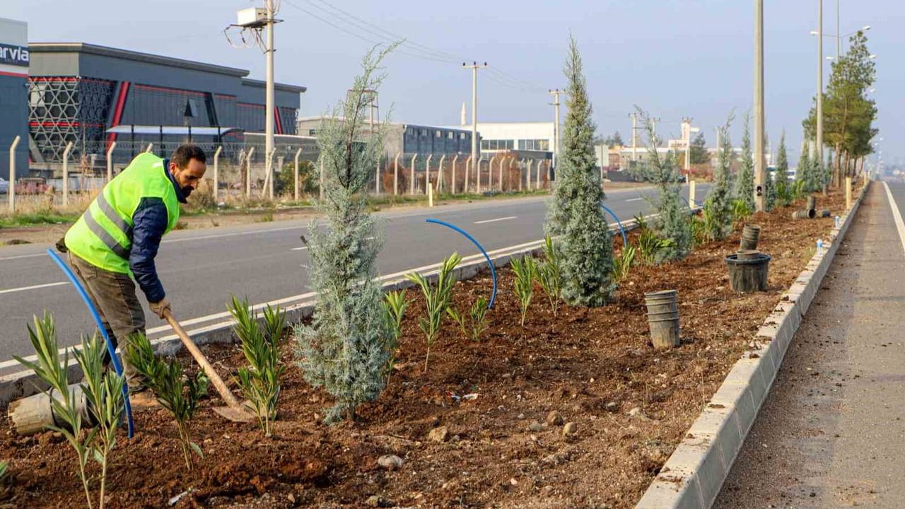 Diyarbakır Mardin Yolu'nda 14 km'lik Giriş Ağaçlandırması — 5.500 Ağaç, 29.500 Çalı