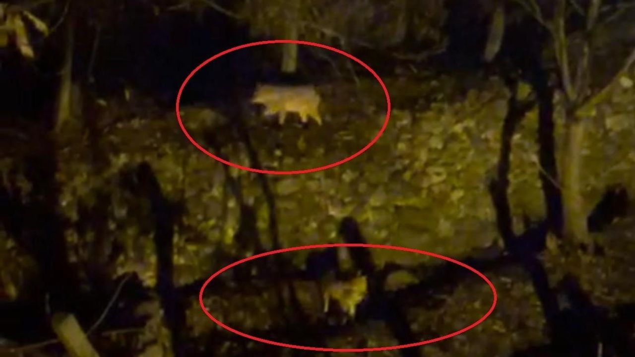 Diyarbakır Silvan'da İki Kurt Yerleşime İndi