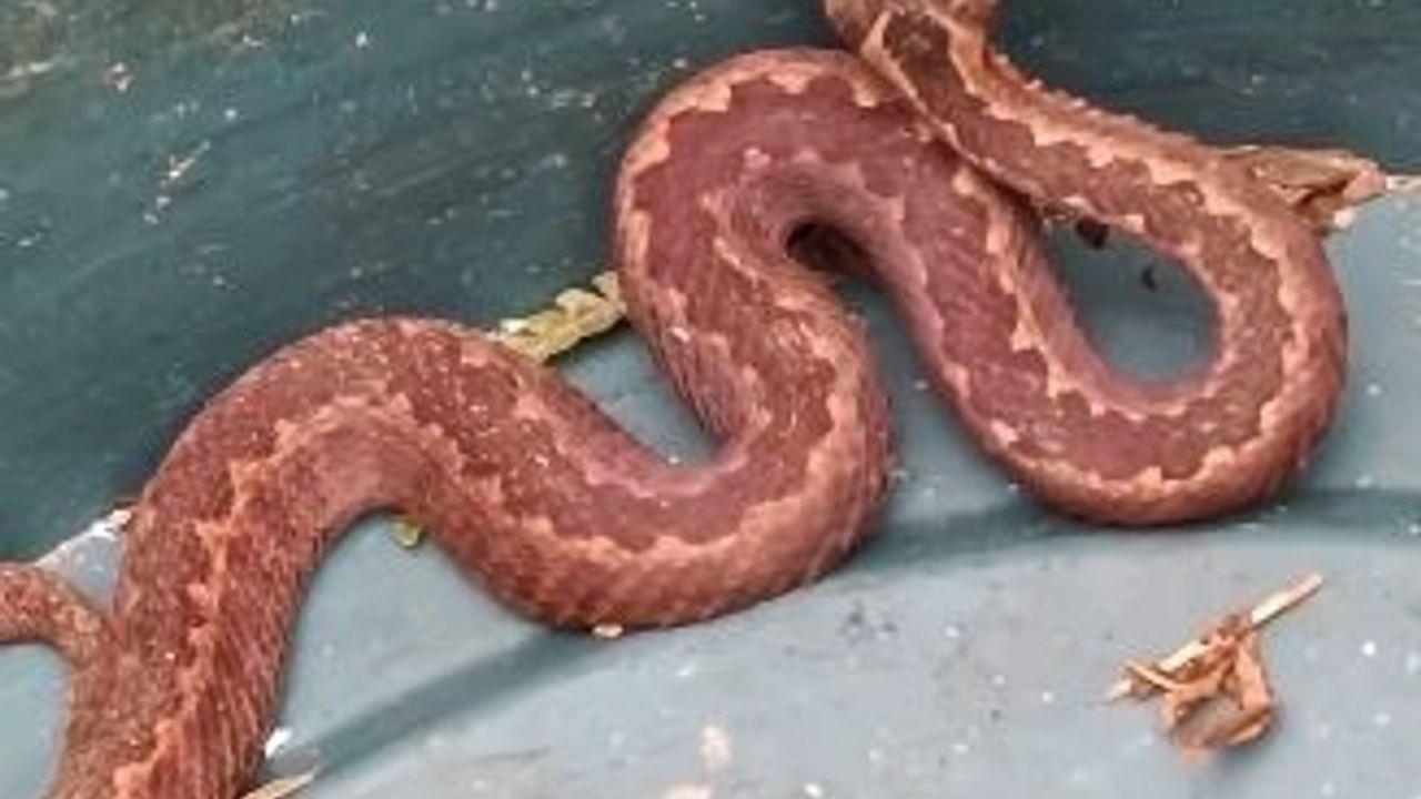 Doğu Karadeniz'de Yılanlar da Kış Uykusuna Yatmadı: Artvin Borçka'da Kafkas Engereği Görüldü