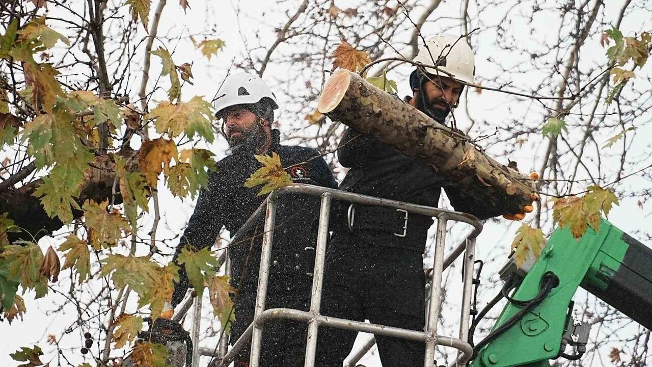 Düzce Belediyesi'nden Kış Bakımı: Ana Arterlerde Ağaç Budama
