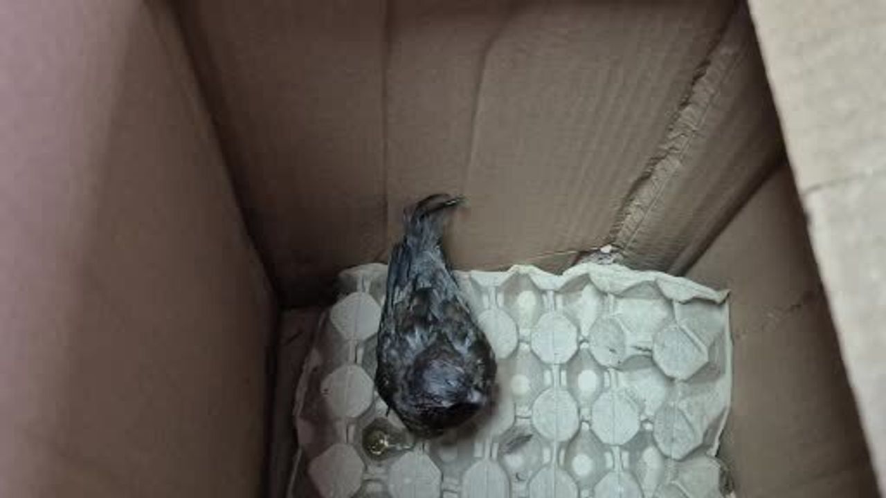 Düzce'de Duyarlı Vatandaş Yol Kenarında Bulduğu Kumruyu Veterinere Teslim Etti