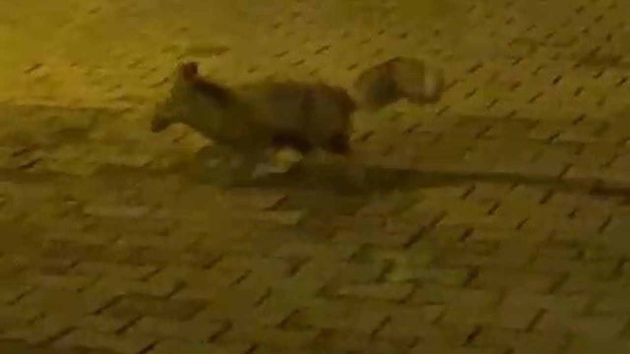 Düzce'de Tilkinin Panik Anları Kamerada