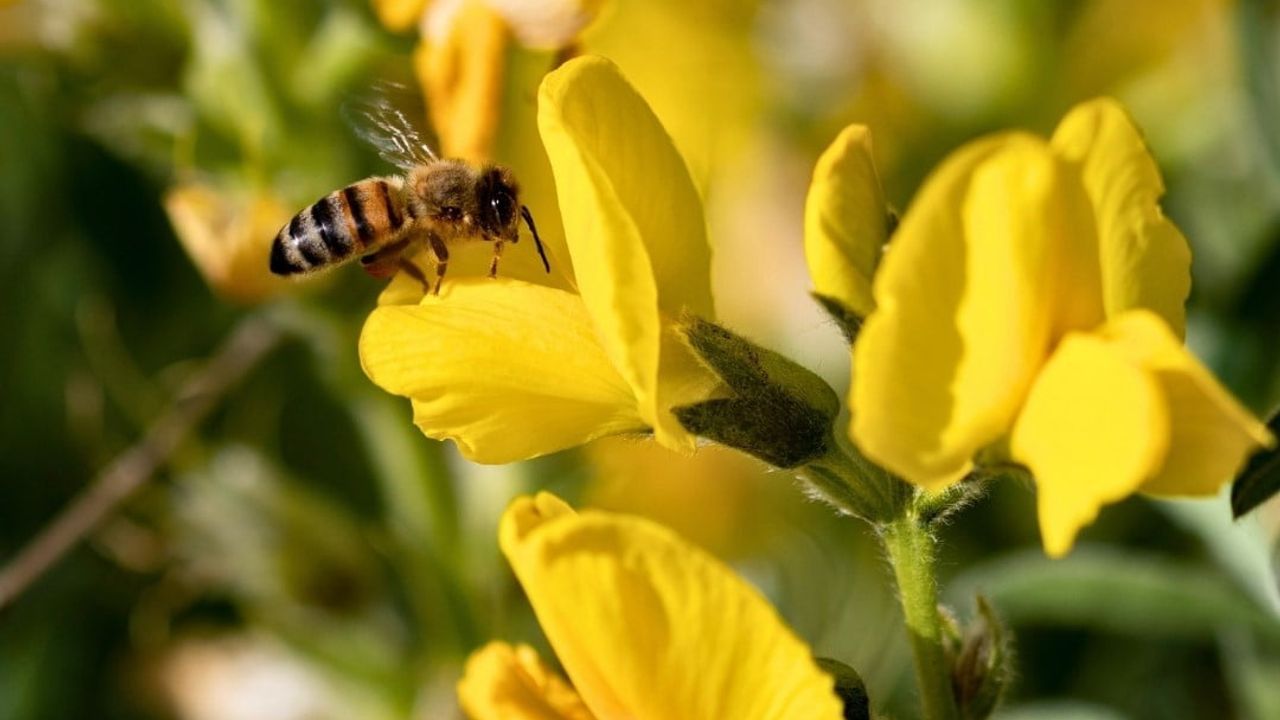 Eber Sarısı Koruma Altında: Doğa Koruma ve Milli Parklar Afyonkarahisar'dan Açıklama