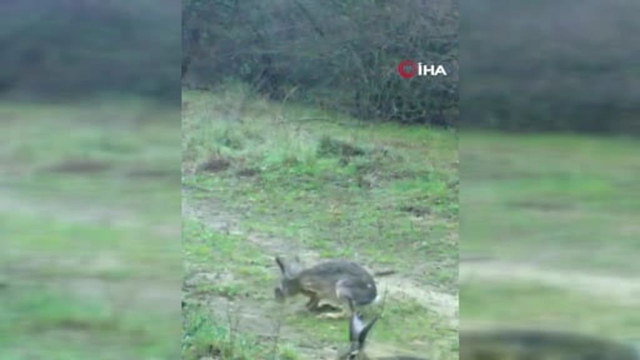 Edirne'de Fotokapana Takılan İki Yaban Tavşanı Gülümsetti