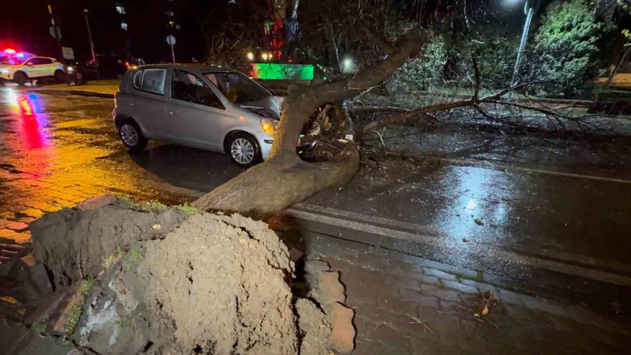 Edirne’de Seyir Halindeki Otomobilin Üzerine Ağaç Devrildi