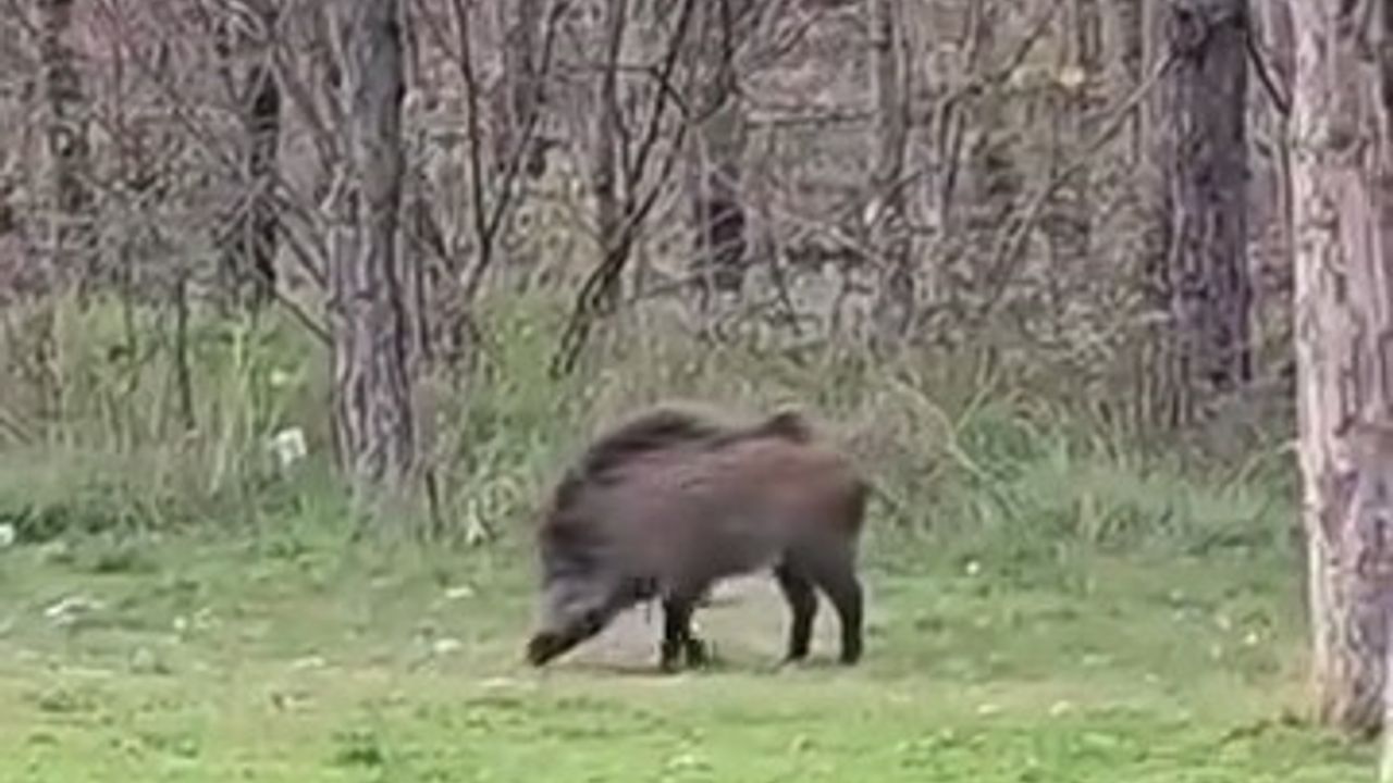 Edirne'de Trakya Üniversitesi Kampüsünde Yaban Domuzu 'Üniversiteli' Oldu