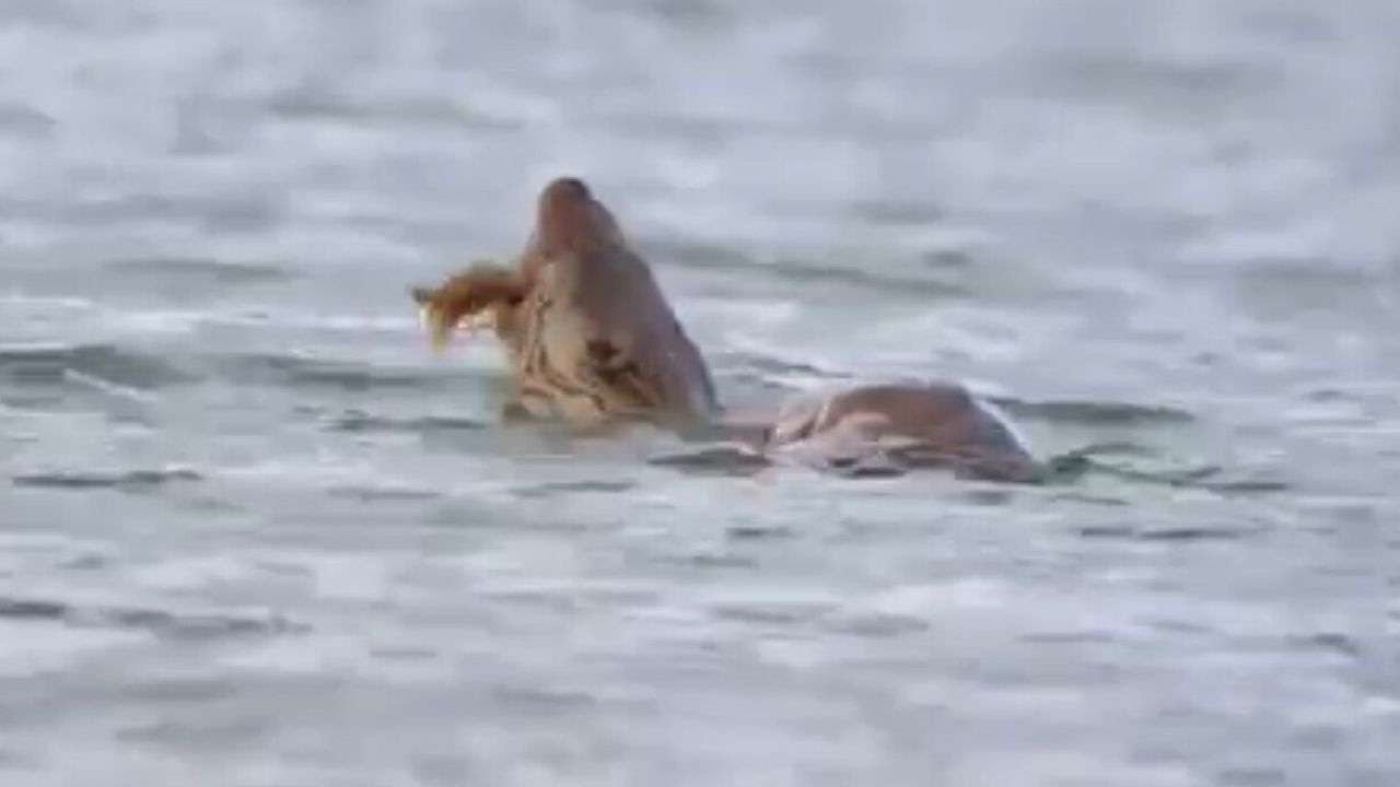 Eflani'de Nesli Tehlikedeki Su Samuru Bostancılar Göleti'nde Kerevit Avında