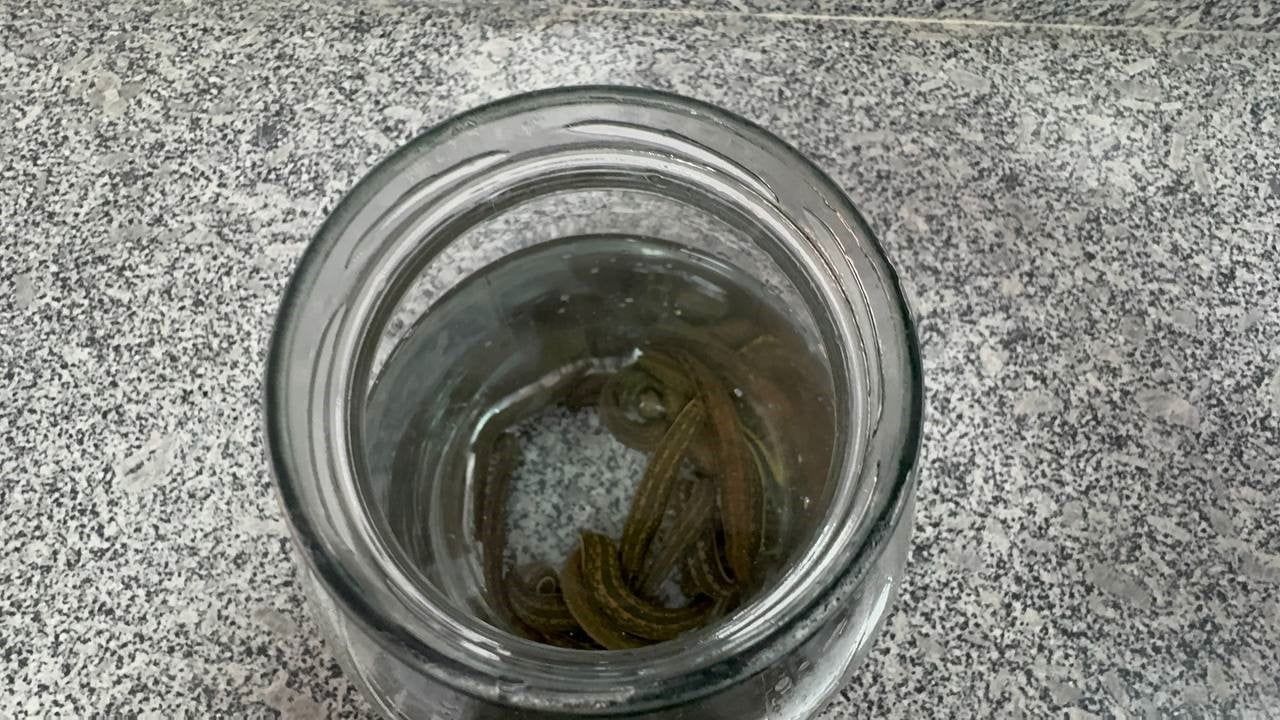 Eğirdir'de Yılda 20 Bin Steril Tıbbi Sülük Üretiliyor